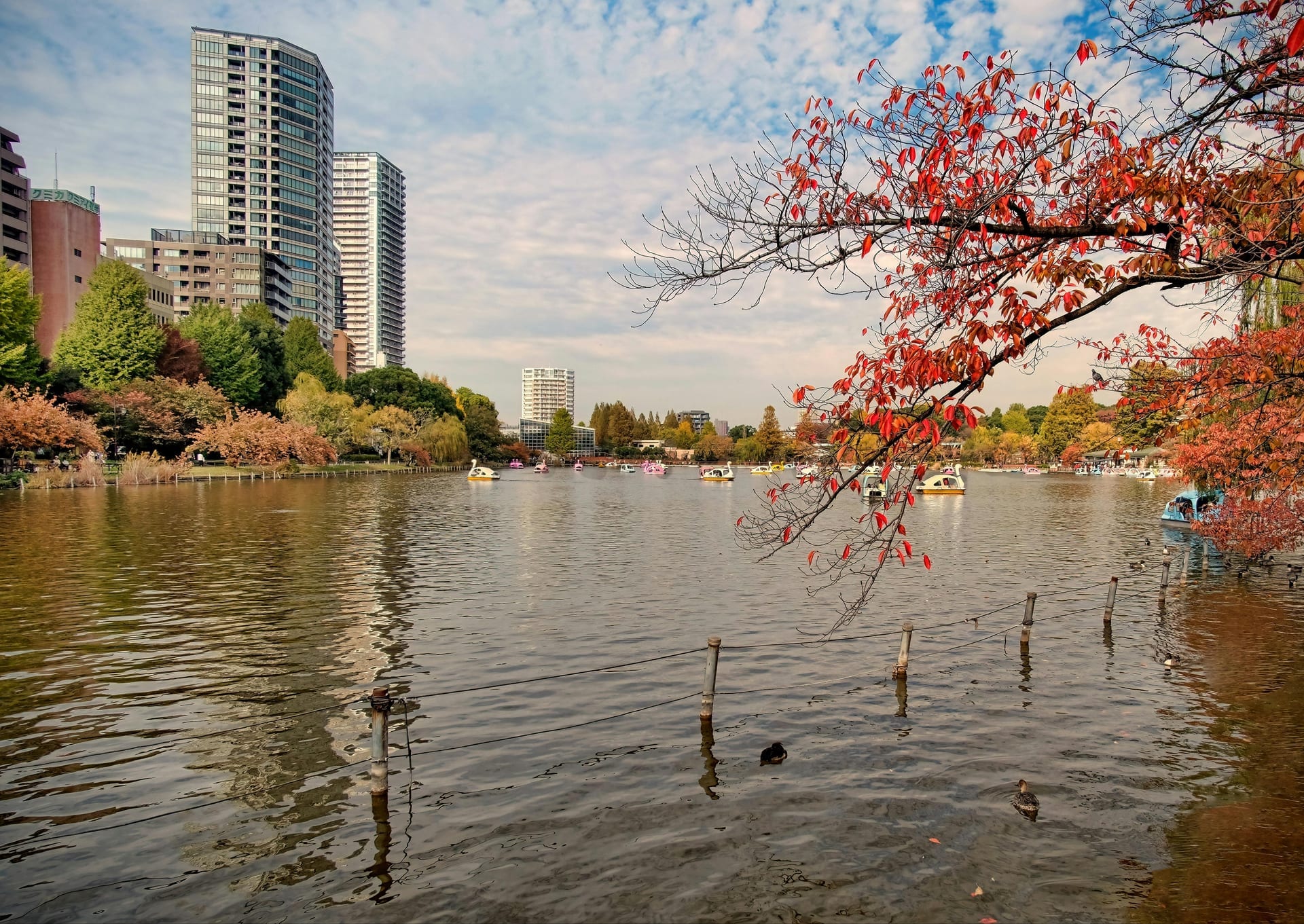 Shinobazu Pond at Ueno Park covered with lotus flowers and a view of Bentendo Temple on the island in the center, Tokyo, Japan